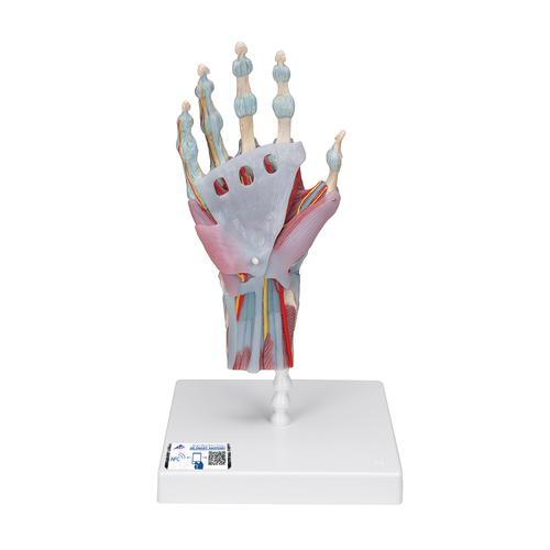 Kéz csontváz modell ínszalagokkal és izmokkal - 3B Smart Anatomy, 1000358 [M33/1], Ízületi modellek