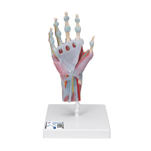 Modelo del esqueleto de la mano con ligamentos y m&uacute;sculos, 1000358 [M33/1], Modelos de Articulaciones