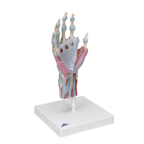 Modèle de squelette de la main avec ligaments et muscles - 3B Smart Anatomy, 1000358 [M33/1], Modèles d'articulations