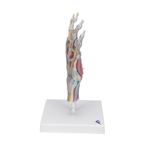 Modelo de esqueleto da mão com ligamentos e músculos, 1000358 [M33/1], Modelos de esqueletos do braço e mão