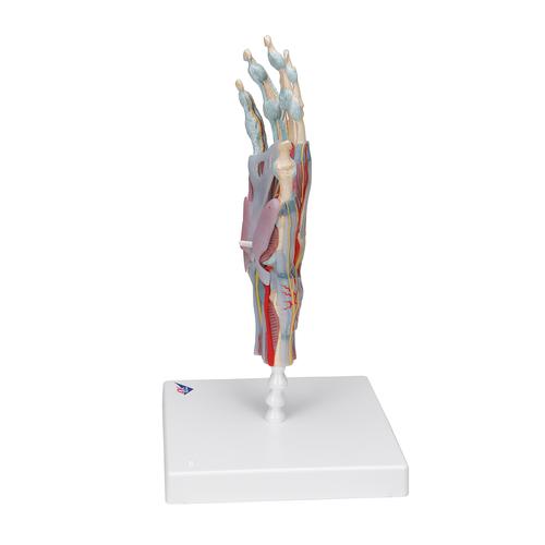 Modello di scheletro della mano con legamenti e muscoli - 3B Smart Anatomy, 1000358 [M33/1], Modelli delle Articolazioni