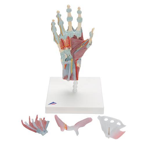 Modello di scheletro della mano con legamenti e muscoli - 3B Smart Anatomy, 1000358 [M33/1], Modelli di scheletro della mano e del braccio