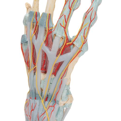 Modelo del esqueleto de la mano con ligamentos y m&uacute;sculos, 1000358 [M33/1], Modelos de Articulaciones