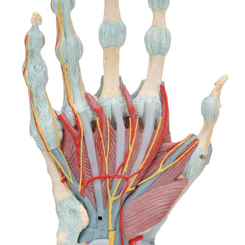 Modelo de esqueleto da mão com ligamentos e músculos, 1000358 [M33/1], Modelo de articulações