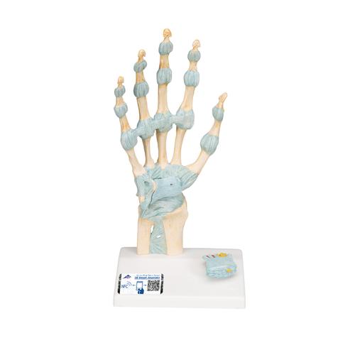 带韧带与腕管结构的手骨胳模型, 1000357 [M33], 关节模型