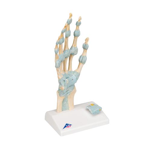 Hand Skeleton Model with Ligaments & Carpal Tunnel - 3B Smart Anatomy, 1000357 [M33], Joint Models