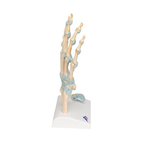 Modelo del esqueleto de la mano con ligamentos y túnel carpiano - 3B Smart Anatomy, 1000357 [M33], Modelos de esqueleto de brazo y mano