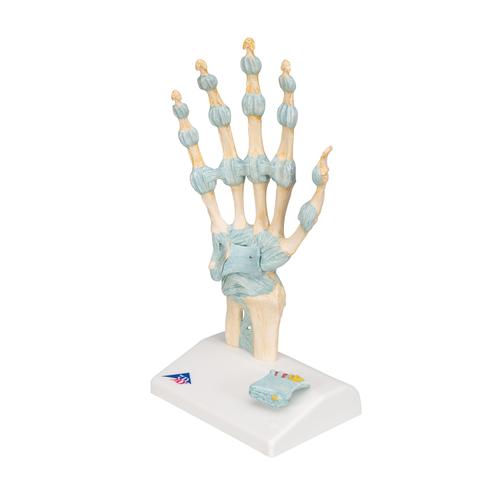 Modelo del esqueleto de la mano con ligamentos y túnel carpiano - 3B Smart Anatomy, 1000357 [M33], Modelos de esqueleto de brazo y mano