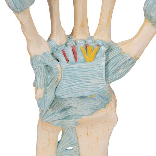 Modell des Handskeletts mit Bändern & Karpaltunnel - 3B Smart Anatomy, 1000357 [M33], Hand- und Armskelett Modelle