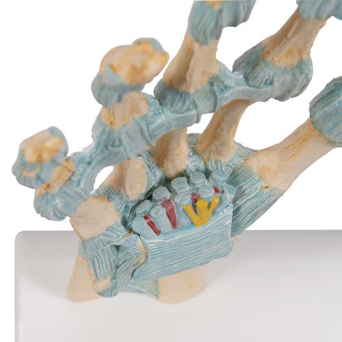 Bağlar ve Karpal Tünellerle birlikte El İskeleti Modeli - 3B Smart Anatomy, 1000357 [M33], El ve kol iskelet modelleri