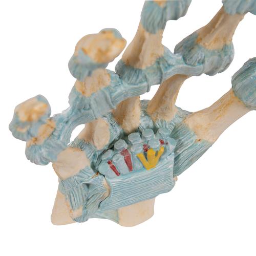 Bağlar ve Karpal Tünellerle birlikte El İskeleti Modeli - 3B Smart Anatomy, 1000357 [M33], El ve kol iskelet modelleri