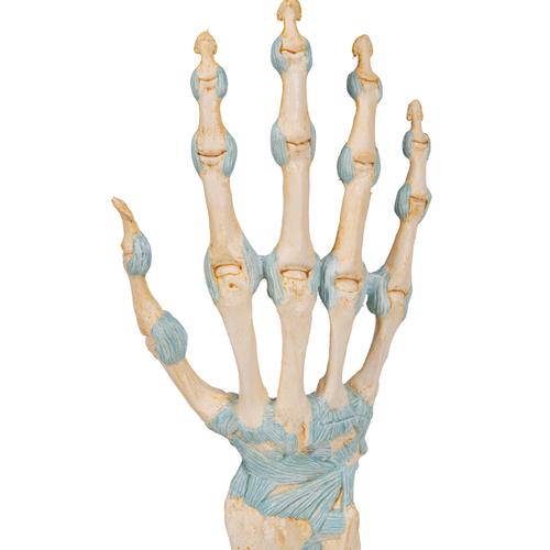 Модель скелета кисти со связками и каналом запястья - 3B Smart Anatomy, 1000357 [M33], Модели суставов, кисти и стопы человека
