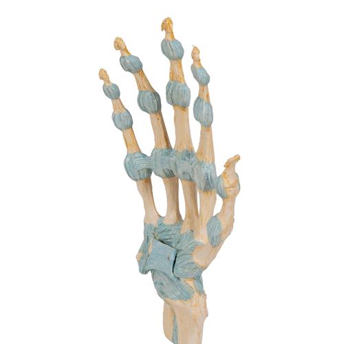 Kéz csontváz modell ínszalagokkal és kéztő csatornával - 3B Smart Anatomy, 1000357 [M33], Ízületi modellek