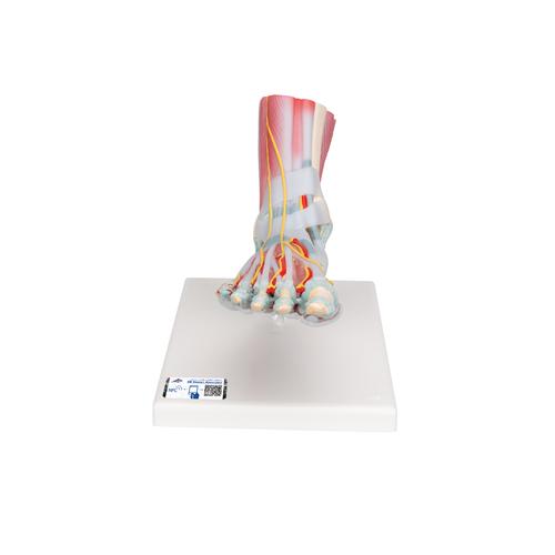 Модель скелета стопы со связками и мышцами - 3B Smart Anatomy, 1019421 [M34/1], Модели суставов, кисти и стопы человека