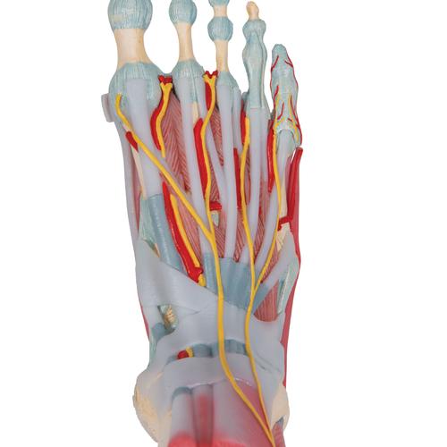 带韧带和肌肉的足骨模型,6部分, 1019421 [M34/1], 腿和脚骨骼模型