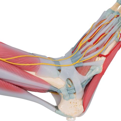 Bağlar ve kaslarla birlikte ayak iskeleti modeli - 3B Smart Anatomy, 1019421 [M34/1], Eklem Modelleri