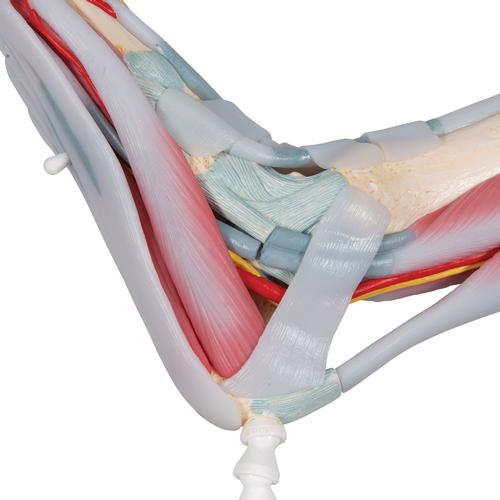 Details about   Foot Model Human Ankle Joint Model Human Foot Model Demonstration Model With 