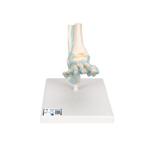 Модель скелета стопы со связками - 3B Smart Anatomy, 1000359 [M34], Модели суставов, кисти и стопы человека