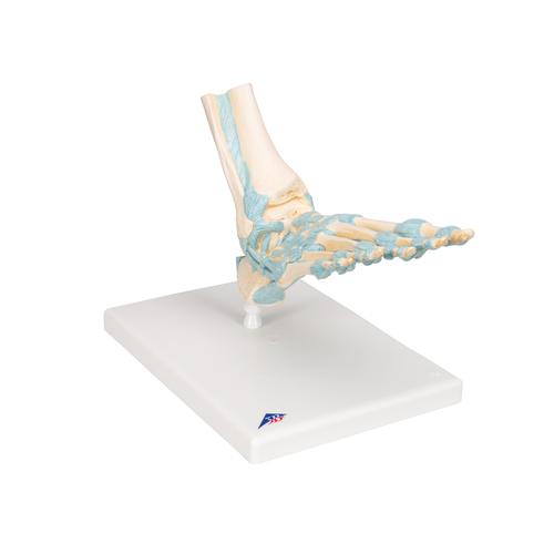 带韧带的足部骨骼模型, 1000359 [M34], 关节模型