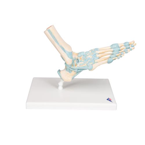 Modèle de squelette du pied avec ligaments - 3B Smart Anatomy, 1000359 [M34], Modèles d'articulations