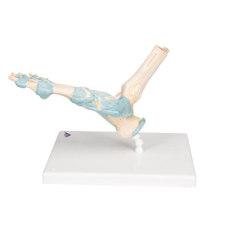 Модель скелета стопы со связками - 3B Smart Anatomy, 1000359 [M34], Модели скелета ноги и стопы