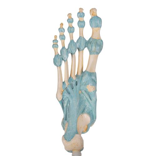 Lábfej csontváz modell ínszalagokkal - 3B Smart Anatomy, 1000359 [M34], Ízületi modellek