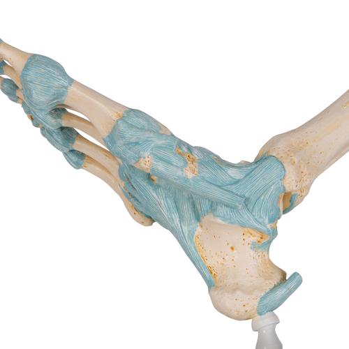 Modelo de esqueleto do pé com ligamentos, 1000359 [M34], Modelo de articulações