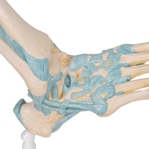 Lábfej csontváz modell ínszalagokkal - 3B Smart Anatomy, 1000359 [M34], Ízületi modellek