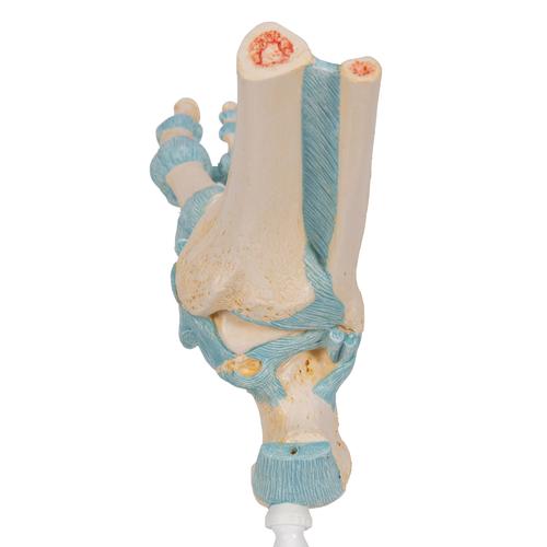 Foot Skeleton Model with Ligaments - 3B Smart Anatomy, 1000359 [M34], Joint Models