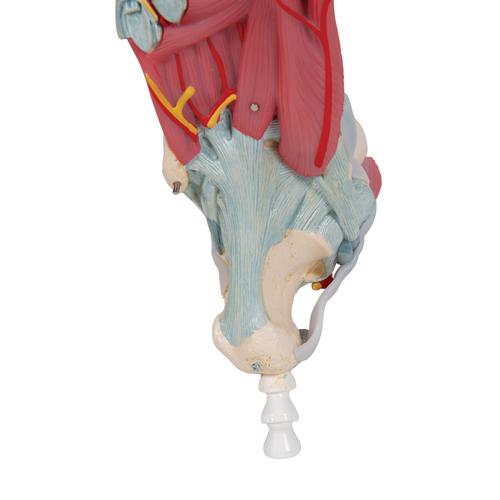 Bağlarla birlikte ayak iskeleti modeli - 3B Smart Anatomy, 1000359 [M34], Eklem Modelleri