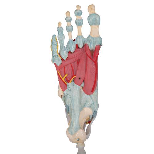 Модель скелета стопы со связками - 3B Smart Anatomy, 1000359 [M34], Модели скелета ноги и стопы