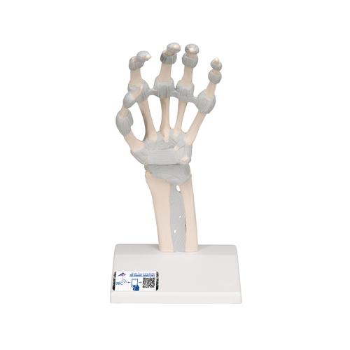 Esqueleto da m&atilde;o com ligamentos el&aacute;sticos, 1013683 [M36], Modelos de esqueletos do bra&ccedil;o e m&atilde;o