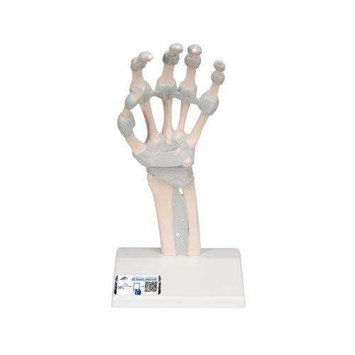 Скелет кисти с эластичными связками - 3B Smart Anatomy, 1013683 [M36], Модели скелета руки и кисти