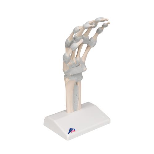 带弹性韧带的手部骨骼模型 - 3B Smart Anatomy, 1013683 [M36], 胳膊和手骨骼模型