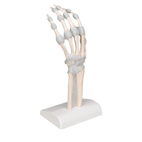 Handskelett Modell mit elastischen Bändern - 3B Smart Anatomy, 1013683 [M36], Hand- und Armskelett Modelle