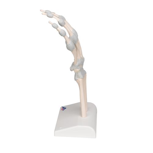 Handskelett Modell mit elastischen B&auml;ndern, 1013683 [M36], Hand- und Armskelett Modelle
