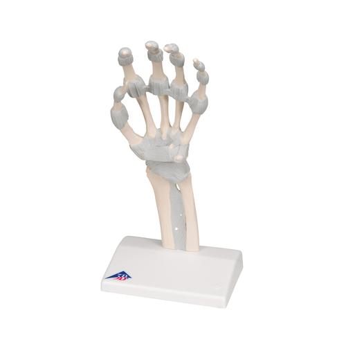 손 골격 (탄력있는 인대 포함)
Hand skeleton with elastic ligaments, 1013683 [M36], 팔 및 손 골격 모형