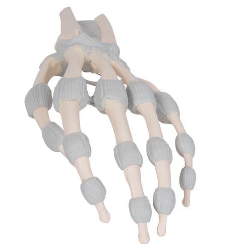 Squelette de la main avec ligaments &eacute;lastiques, 1013683 [M36], Squelettes des membres sup&eacute;rieurs