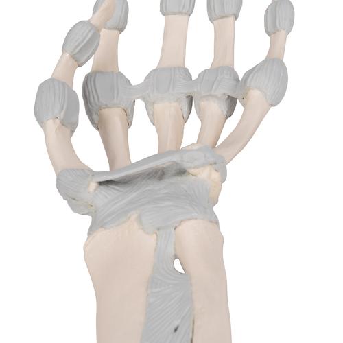 Handskelett Modell mit elastischen Bändern - 3B Smart Anatomy, 1013683 [M36], Hand- und Armskelett Modelle