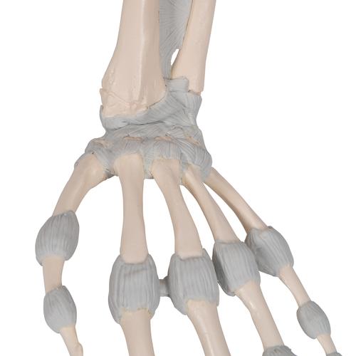 带弹性韧带的手部骨骼模型 - 3B Smart Anatomy, 1013683 [M36], 胳膊和手骨骼模型