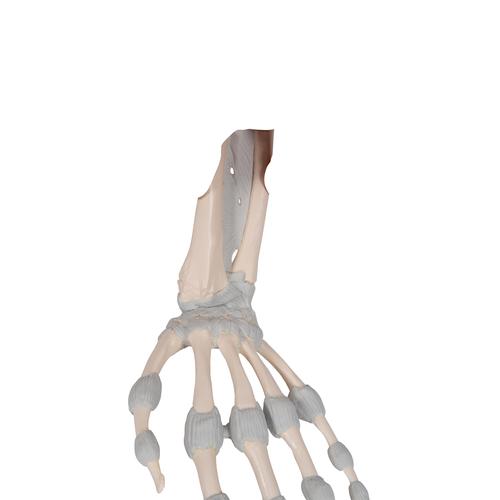 손 골격 (탄력있는 인대 포함)
Hand skeleton with elastic ligaments, 1013683 [M36], 팔 및 손 골격 모형