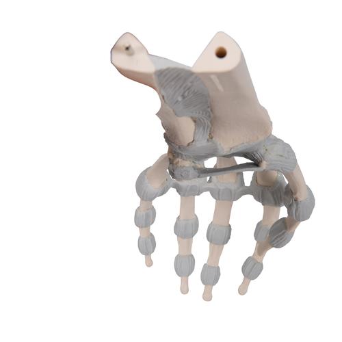 Squelette de la main avec ligaments &eacute;lastiques, 1013683 [M36], Squelettes des membres sup&eacute;rieurs