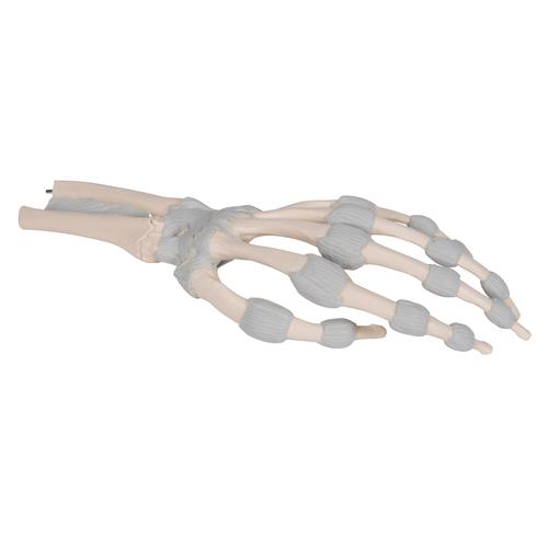 Squelette de la main avec ligaments &eacute;lastiques, 1013683 [M36], Squelettes des membres sup&eacute;rieurs