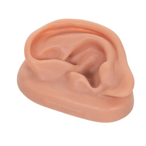Akupunktúrás fül,, 1000374 [N15/1L], Fül-orr-gégészeti modellek