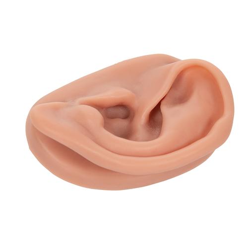 3B Acupuncture Ear, left, 1000374 [N15/1L], Ear Models