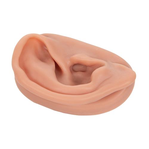 Modelo derecho del o&iacute;do para practicar la acupuntura, 1000375 [N15/1R], Modelos