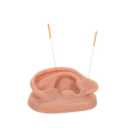 침술 귀 모형 2 Acupuncture Ears, 1000373 [N15], 침술 차트 및 모형