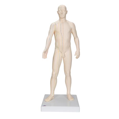 Modelo de acupuntura masculino, 1000378 [N30], Modelos