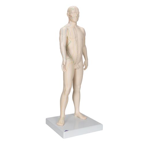 Modelo de acupuntura masculino, 1000378 [N30], Modelos