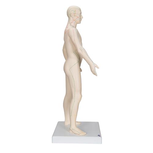 Modelo de acupuntura masculino, 1000378 [N30], Modelos